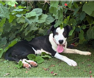 Labrador Retriever-Unknown Mix Dogs for adoption in Lakewood, CO, USA