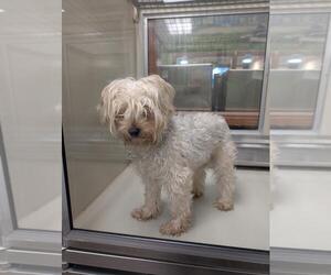Mutt Dogs for adoption in Upland, CA, USA