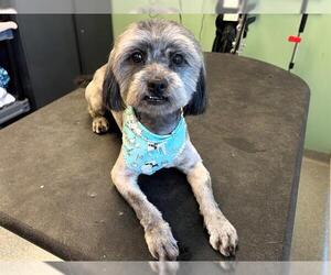 Lhasa Apso-Unknown Mix Dogs for adoption in Orange, CA, USA
