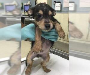 Mutt Dogs for adoption in Riverside, CA, USA