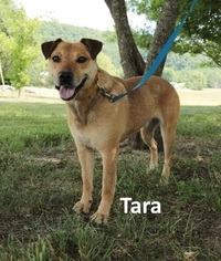 Labrador Retriever-Unknown Mix Dogs for adoption in Mountain View, AR, USA