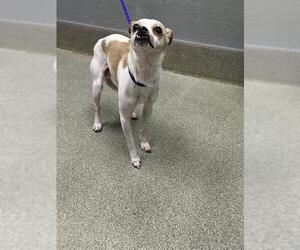 Chihuahua-Unknown Mix Dogs for adoption in Las Vegas, NV, USA