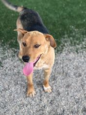 German Shepherd Dog-Unknown Mix Dogs for adoption in Phoenix , AZ, USA
