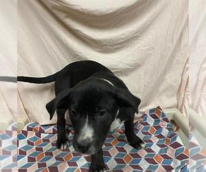 Great Dane-Unknown Mix Dogs for adoption in Modesto, CA, USA