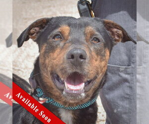 Catahoula Leopard Dog-Rottweiler Mix Dogs for adoption in Huntley, IL, USA