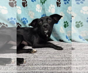 Chi-Corgi Dogs for adoption in Chico, CA, USA