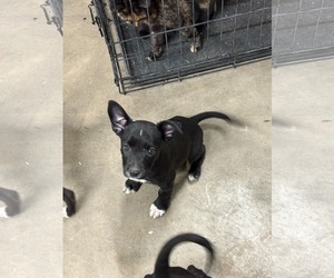 German Shepherd Dog-Unknown Mix Dogs for adoption in MIDWAY, UT, USA