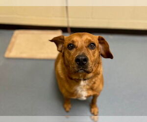 American Pit Bull Terrier Dogs for adoption in Denver, CO, USA