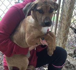 Catahoula Leopard Dog Dogs for adoption in Lonsdale, AR, USA