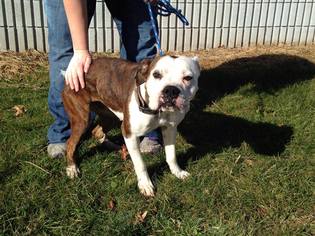 Boxer Dogs for adoption in Beckley, WV, USA