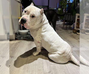 American Bulldog-Unknown Mix Dogs for adoption in Brooklyn, NY, USA