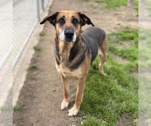 German Shepherd Dog-Unknown Mix Dogs for adoption in Modesto, CA, USA