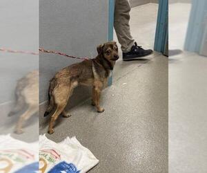 Chihuahua-Unknown Mix Dogs for adoption in Las Vegas, NV, USA