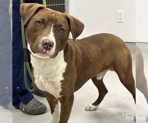 Labrador Retriever-Unknown Mix Dogs for adoption in Washington, DC, USA
