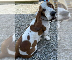 Basset Hound Dogs for adoption in Deepwater, NJ, USA