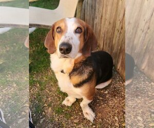 Basset Hound Dogs for adoption in Carrollton, TX, USA