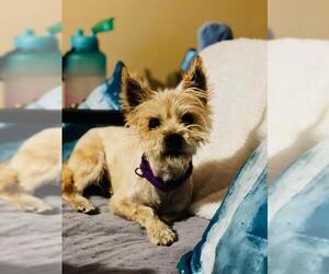 Cairn Terrier Dogs for adoption in Akron, OH, USA