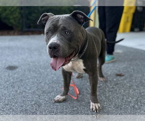 American Pit Bull Terrier-Unknown Mix Dogs for adoption in Tavares, FL, USA