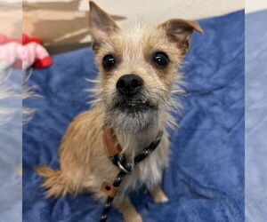 Mutt Dogs for adoption in Rohnert Park, CA, USA