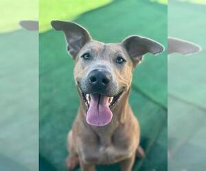 German Shepherd Dog-Unknown Mix Dogs for adoption in Redlands, CA, USA