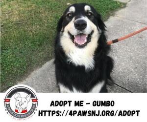 Australian Shepherd-Great Pyrenees Mix Dogs for adoption in Newfield, NJ, USA