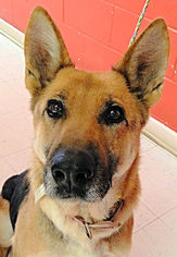 German Shepherd Dog Dogs for adoption in Rutherfordton, NC, USA