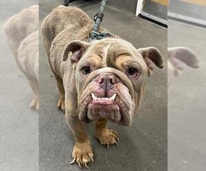 Bulldog Dogs for adoption in Forestville, MD, USA