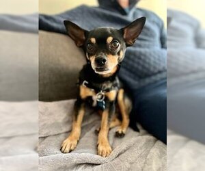 Miniature Pinscher Dogs for adoption in Spring Lake, NC, USA