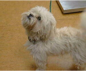 Shih Tzu-Unknown Mix Dogs for adoption in Sacramento, CA, USA