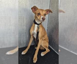 Chihuahua-Unknown Mix Dogs for adoption in San Antonio, TX, USA