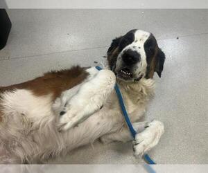 Saint Bernard Dogs for adoption in Pasadena, CA, USA