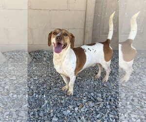Bagle Hound Dogs for adoption in Corning, AR, USA