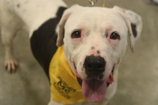 Pointer-Unknown Mix Dogs for adoption in Fredericksburg, VA, USA