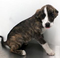 Medium Photo #1 Beagle-Unknown Mix Puppy For Sale in Morton Grove, IL, USA