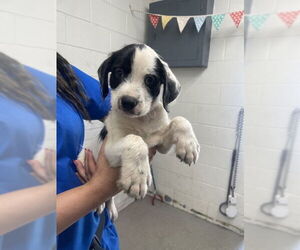 American Pit Bull Terrier-Unknown Mix Dogs for adoption in San Bernardino, CA, USA