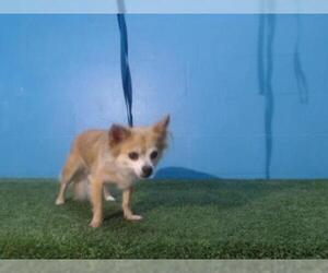 Chihuahua Dogs for adoption in Orlando, FL, USA