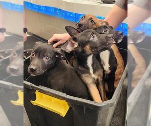American Pit Bull Terrier-Unknown Mix Dogs for adoption in Anchorage, AK, USA