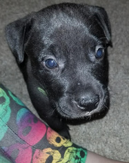 American Bulldog-Labrador Retriever Mix Dogs for adoption in DeLand, FL, USA