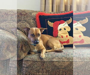 Dachshund-Unknown Mix Dogs for adoption in Omaha, NE, USA