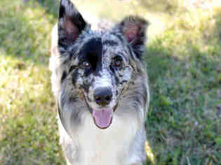 Medium Photo #1 Australian Shepherd Puppy For Sale in Fort Lauderdale, FL, USA
