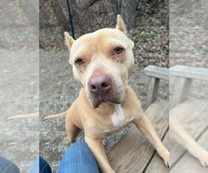 Mutt Dogs for adoption in Elmsford, NY, USA