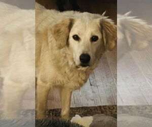 Golden Shepherd Dogs for adoption in Princeton, MN, USA