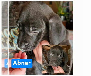 Catahoula Leopard Dog Dogs for adoption in Farmerville, LA, USA
