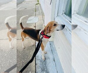Treeing Walker Coonhound Dogs for adoption in Winston Salem, NC, USA