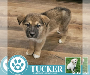 Great Pyrenees-Unknown Mix Dogs for adoption in Kimberton, PA, USA