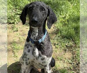 Poodle (Standard)-Unknown Mix Dogs for adoption in New Oxford , PA, USA