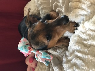 Chiweenie Dogs for adoption in Metairie, LA, USA