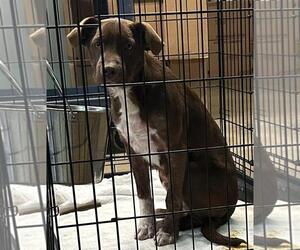 Labrador Retriever Dogs for adoption in Perry, GA, USA