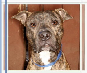 Mastiff-Unknown Mix Dogs for adoption in Fort Pierce, FL, USA