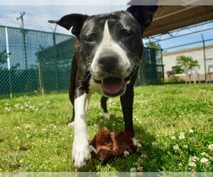 American Pit Bull Terrier Dogs for adoption in Springfield, MA, USA